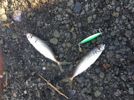 飲ませ釣りでハネ